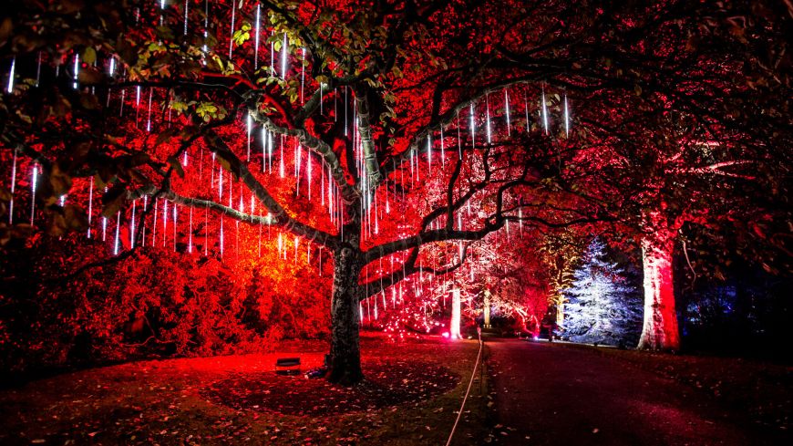 Christmas at the Botanics - the Dripping Tree