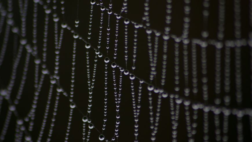 Water beads on web
