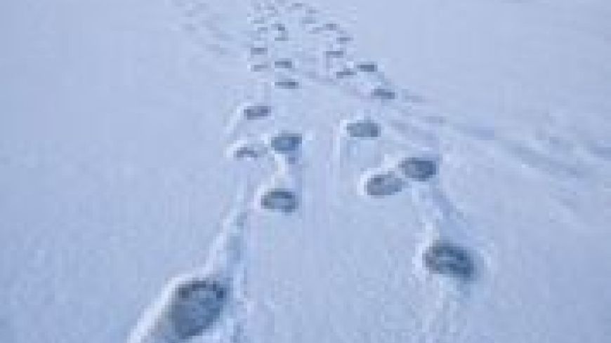 Tracks of The Winter Bear, Traverse, Review