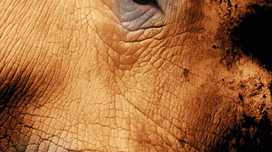 EIF 2017: Rhinoceros, Lyceum Theatre, Review