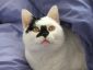 Profile picture for user rescuecatsrock