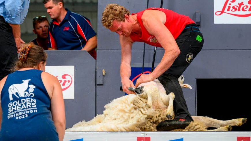 A man holds a sheep between his legs while shearing its coat