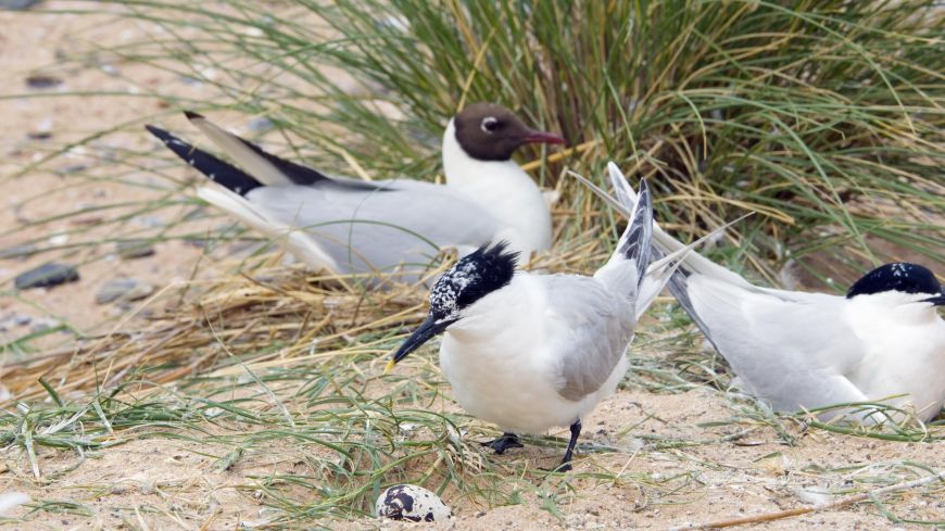 A Tern