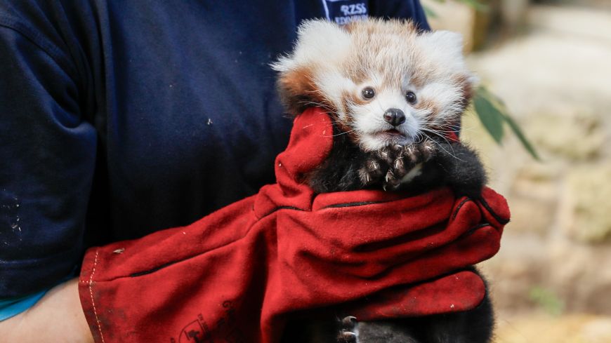Baby red panda